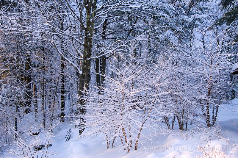 20071228_093728 D2X F.jpg - Winter landscape, Happy Tails, Bridgton, Maine